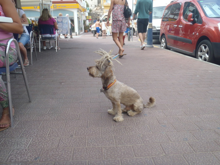 Dreadlock dog